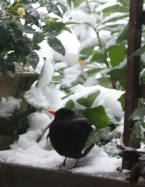 Amsel
