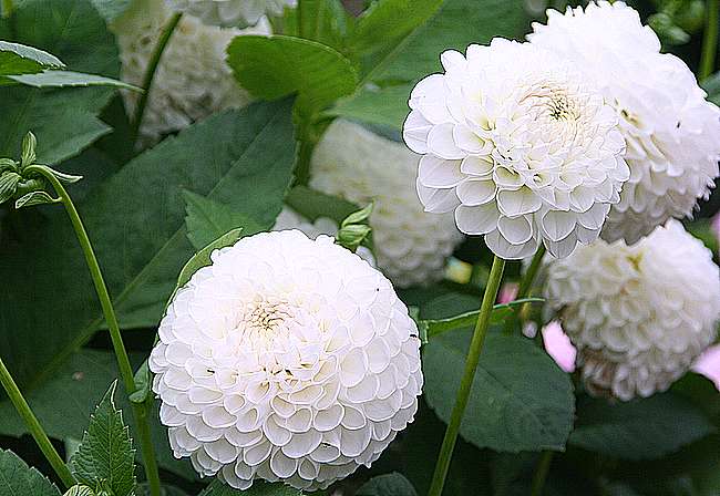 Dahliewei