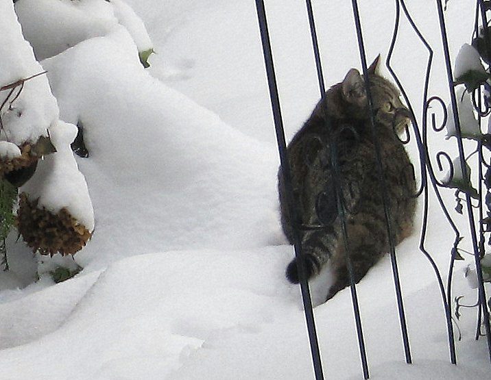 Katze2_im_Schnee