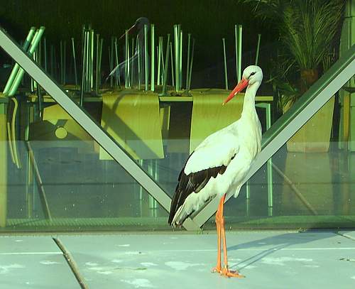 Storch