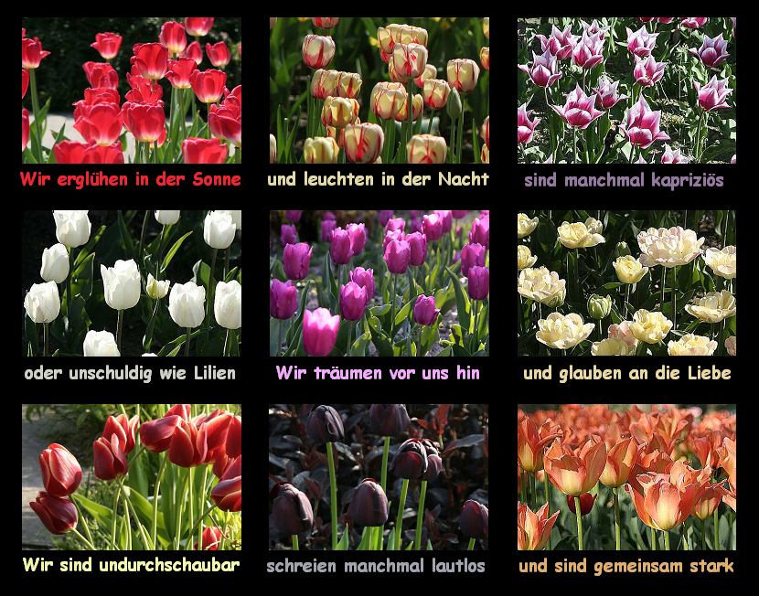 Tulpen Tulpen