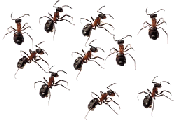 ants1 ants1