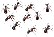 ants1