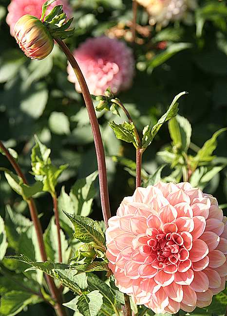 dahlierosa