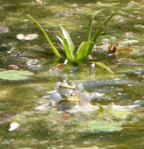frosch1