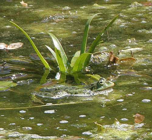 frosch2