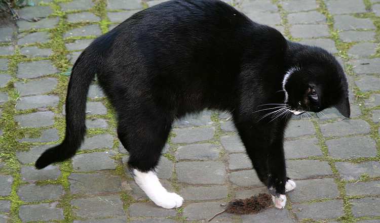 mymouse2 mymouse2