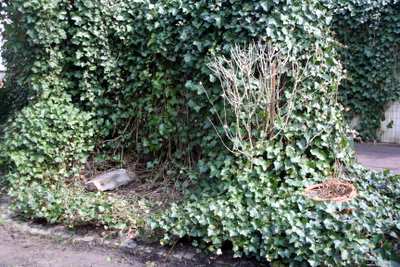 ngartenbau2 ngartenbau2