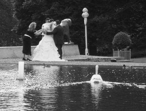 schwan1 schwan1