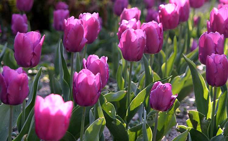 tulipslila tulipslila