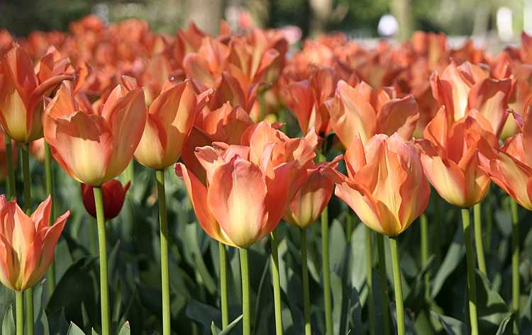 tulipsorange