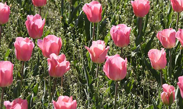 tulipspink tulipspink