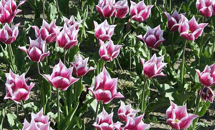 tulipspink2 tulipspink2