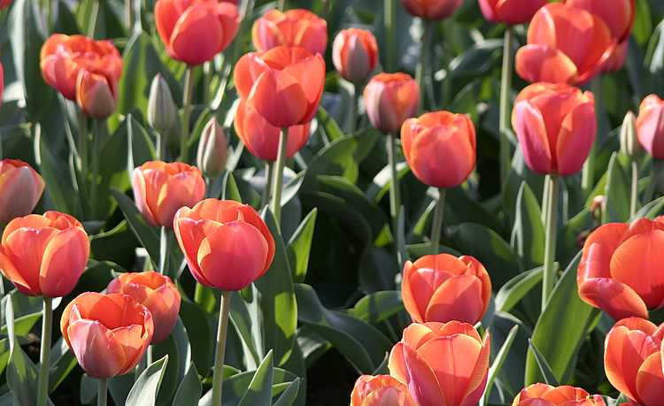 tulipssalmon tulipssalmon