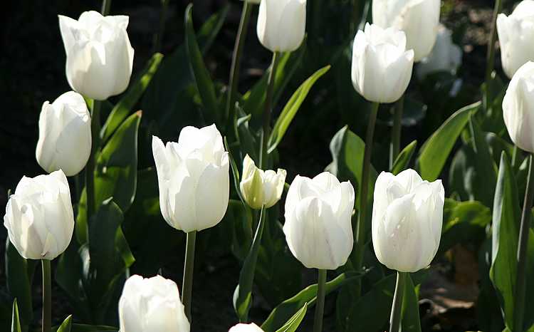 tulipswhite2 tulipswhite2