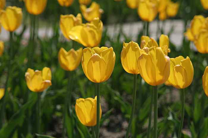 tulpen gelb