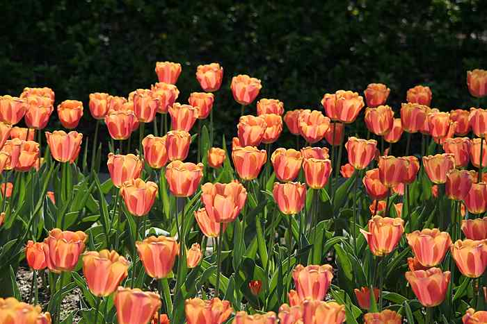 tulpen lachs