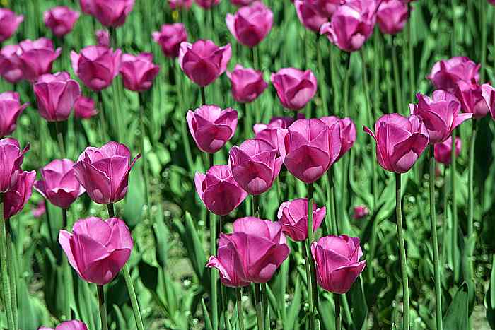 tulpen pink