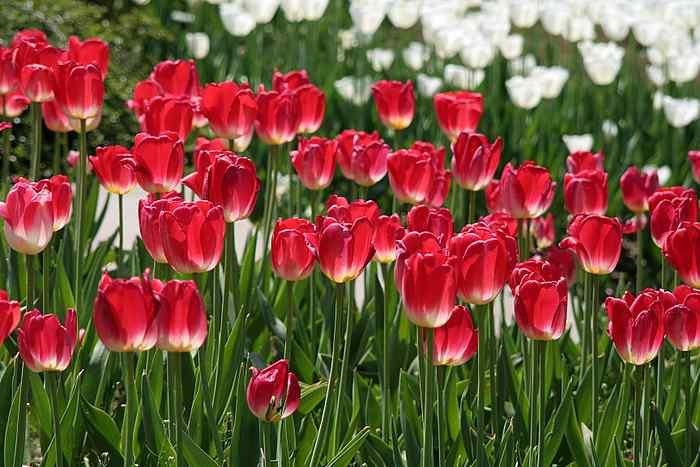 tulpen rotwei