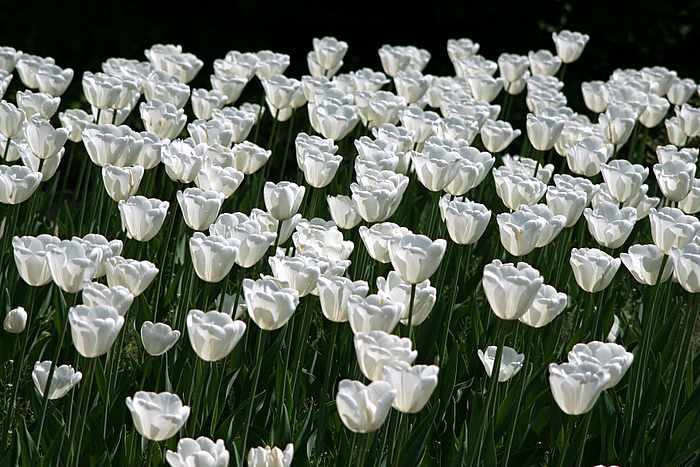 tulpen wei02